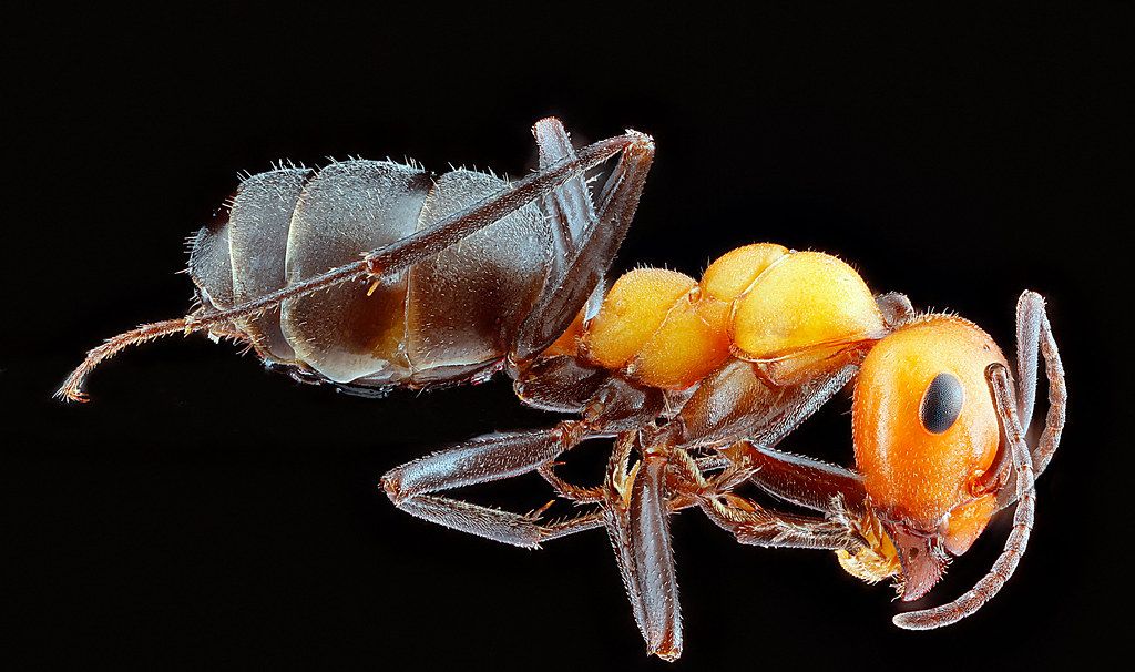 Ant Control service in New Orleans, LA