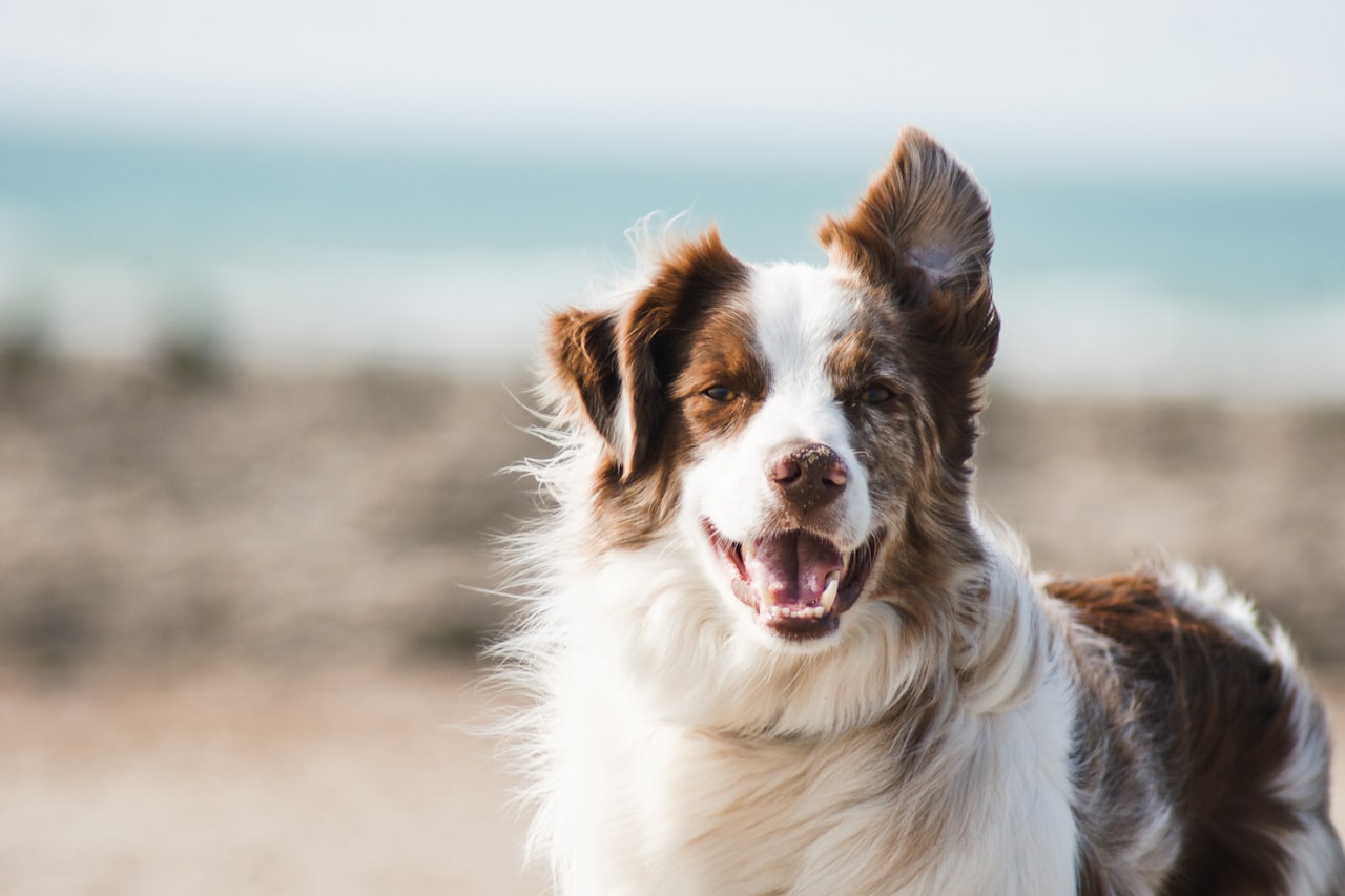 Flea & Tick Control service in New Orleans, LA