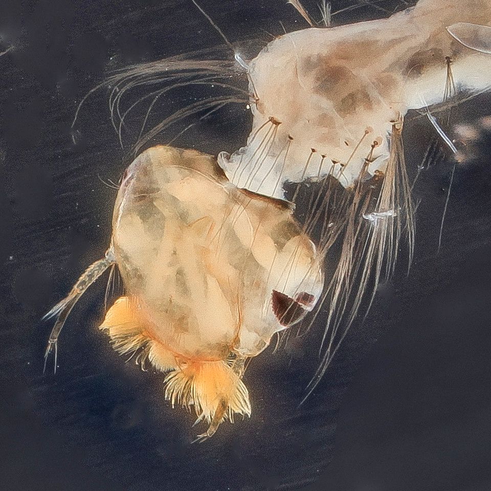 Mosquito Control service in New Orleans, LA