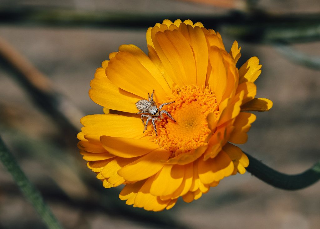 Spider Control service in New Orleans, LA